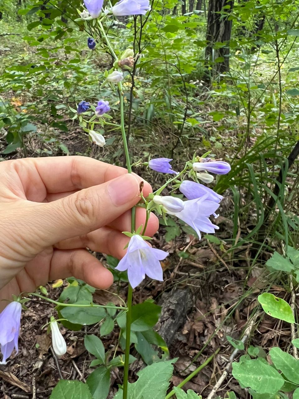 沙参花图片