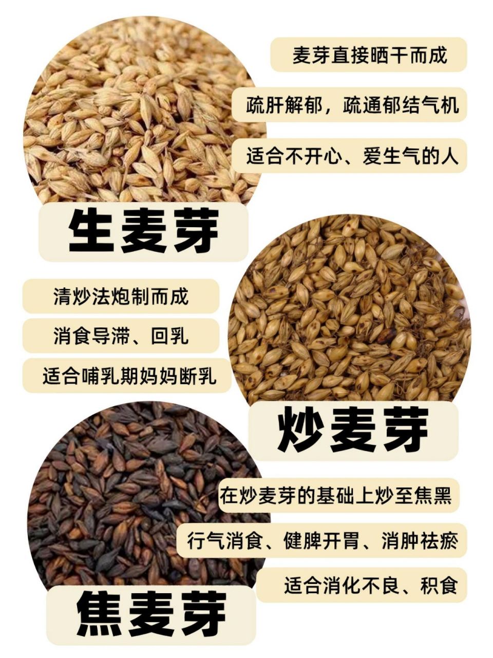 99生麦芽:就是用麦子泡水后让它发芽,等芽长出来之后,把它晒干,就