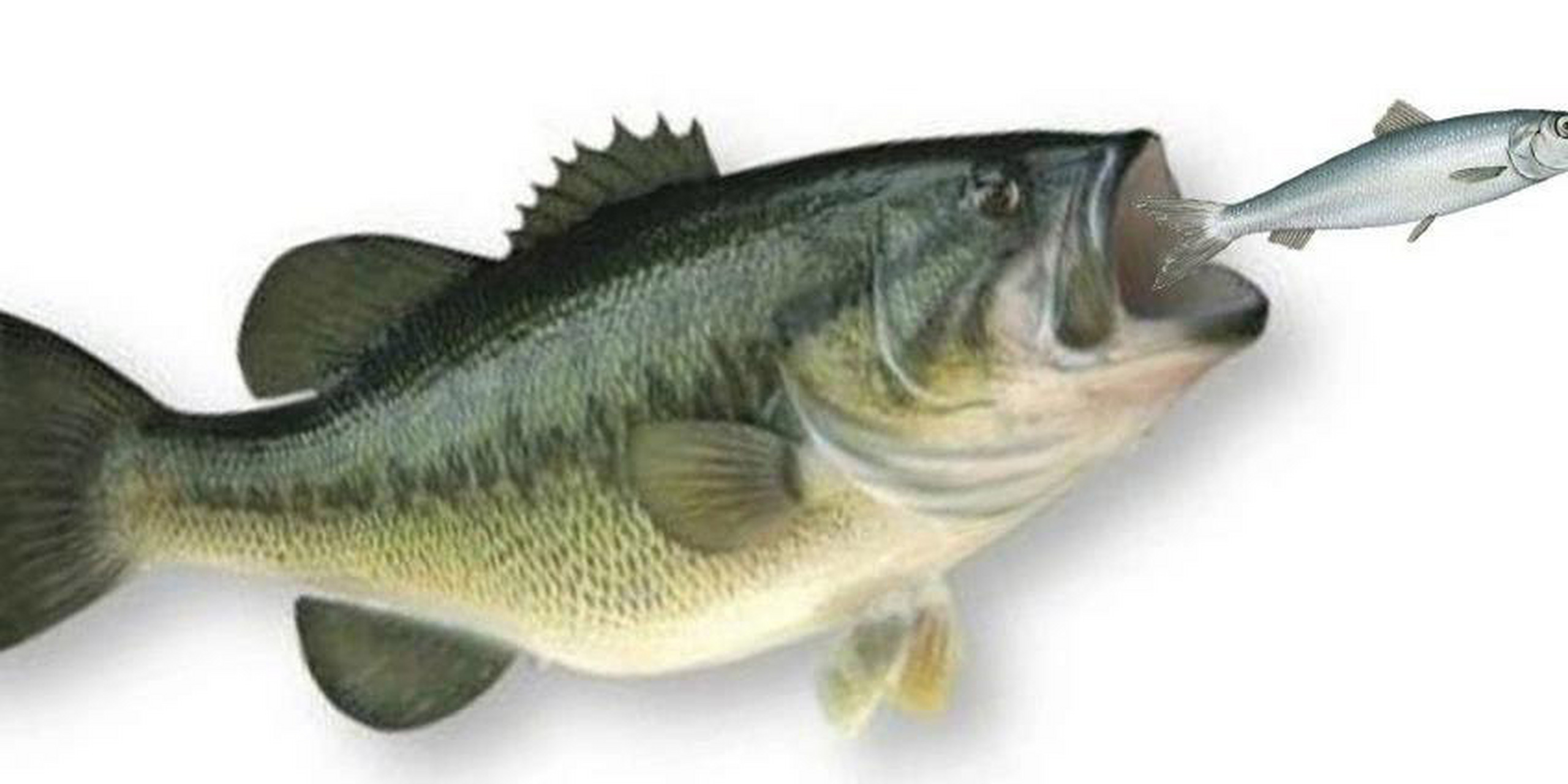 淡水鲈鱼便宜而且都是养殖的,海鲈鱼价格当然要贵很多,口感也差很多