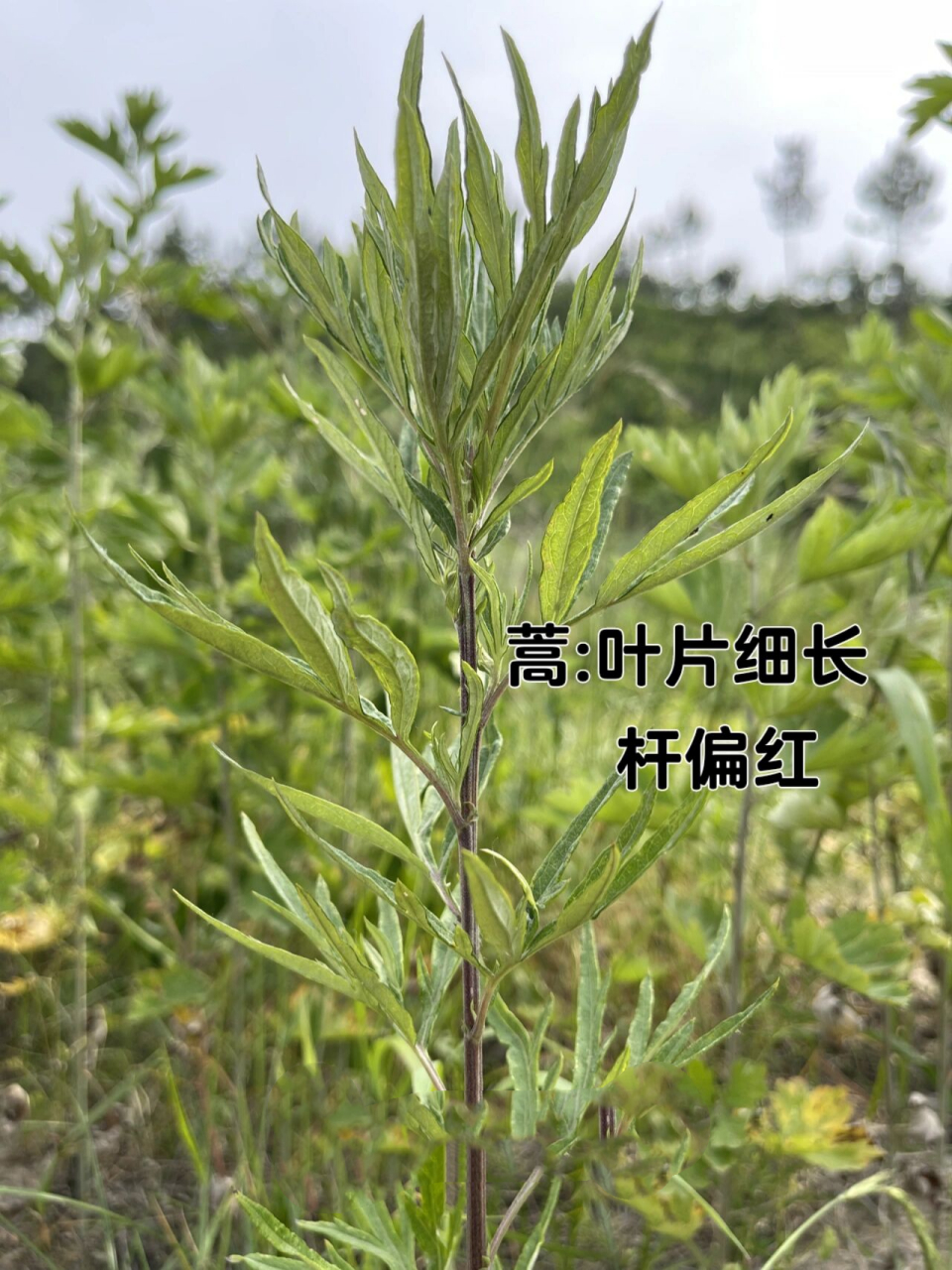 野生艾草vs水蒿,一眼就分清 以前一直分不清艾和蒿,自从迷上艾灸后