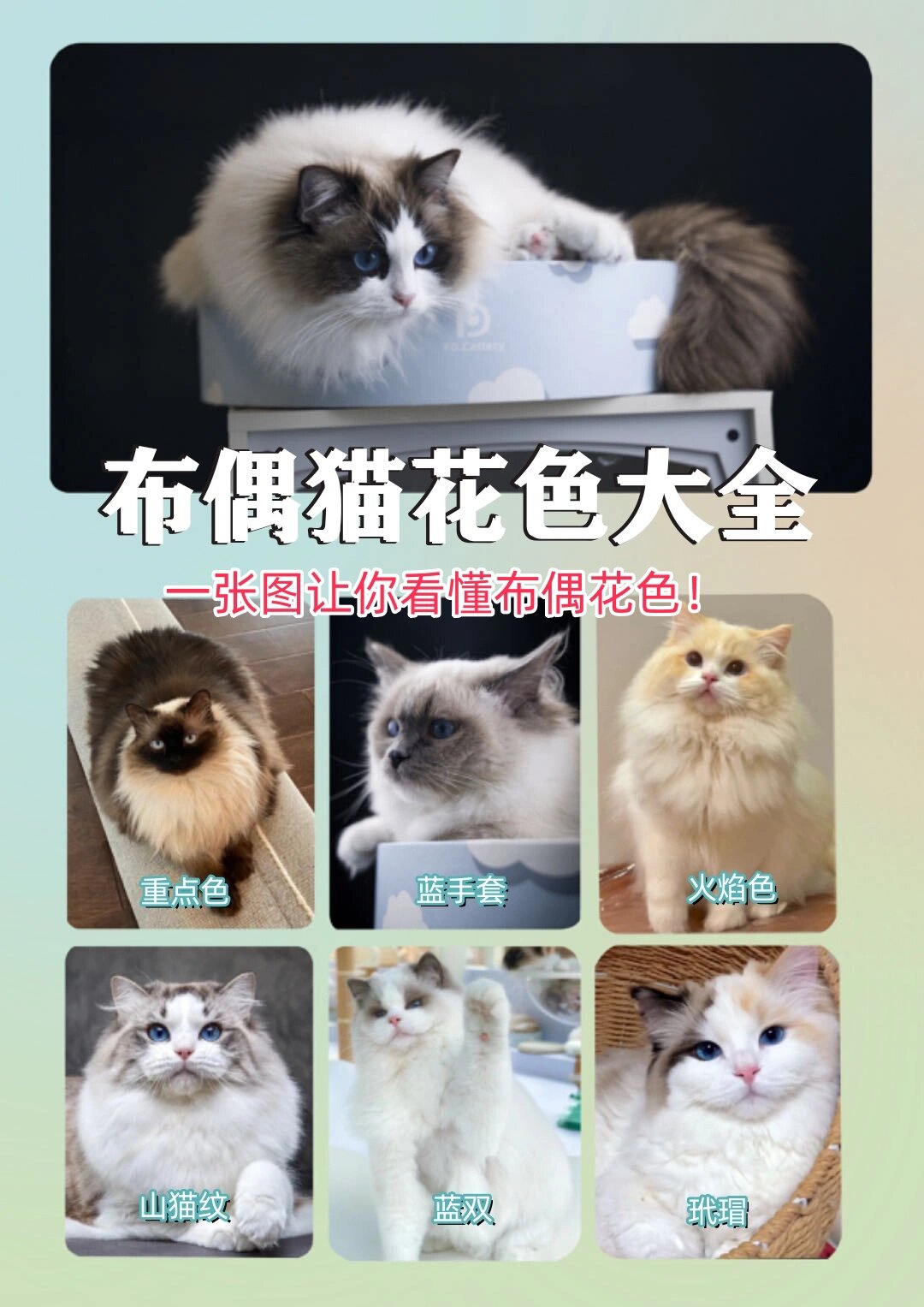 布偶猫品相图解花色图片