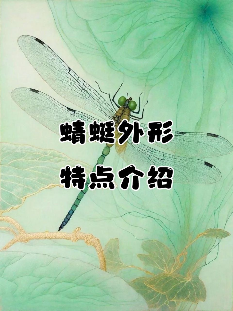 蜻蜻蜓性格图片