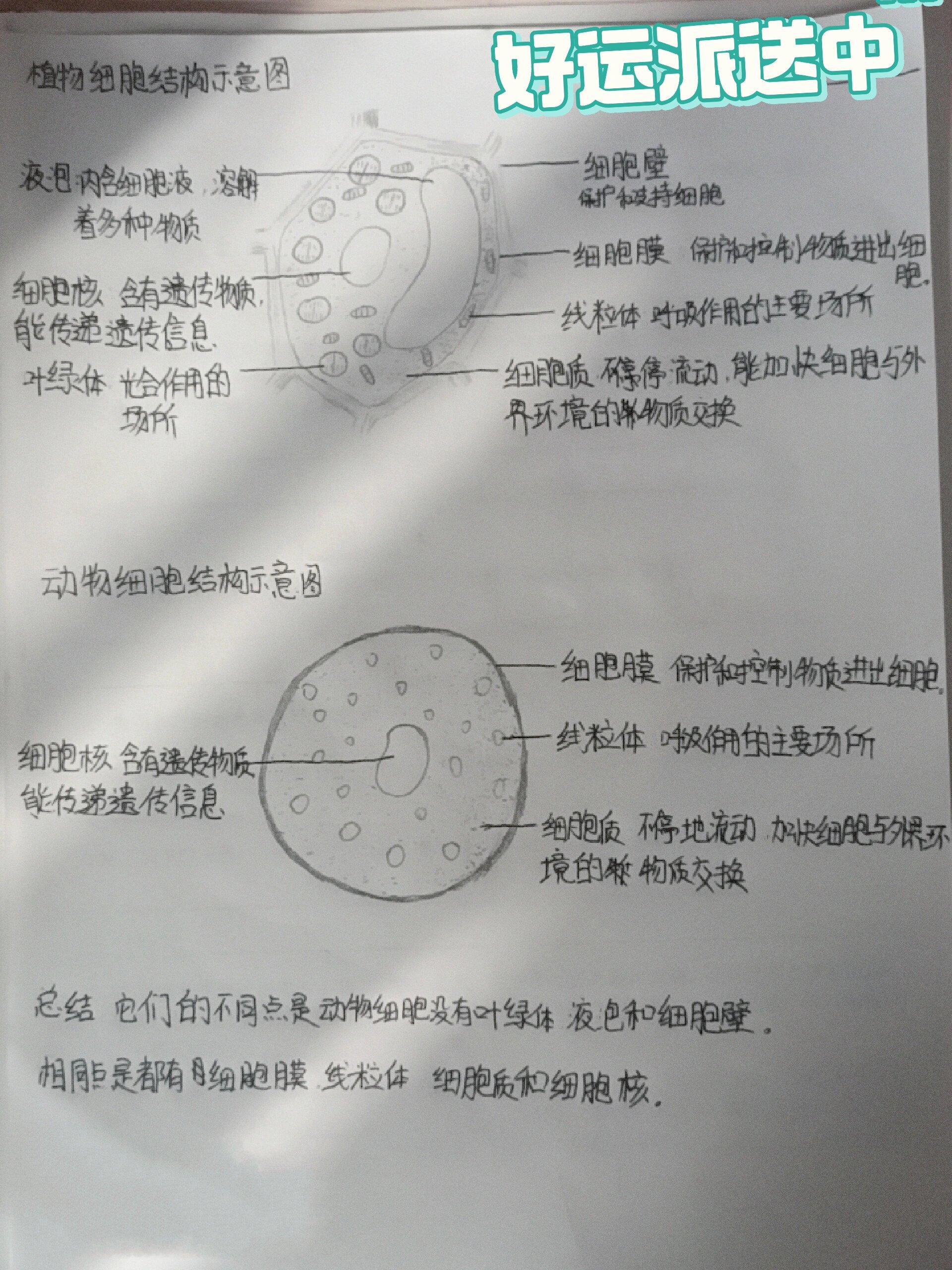 动植物细胞结构示意图图片