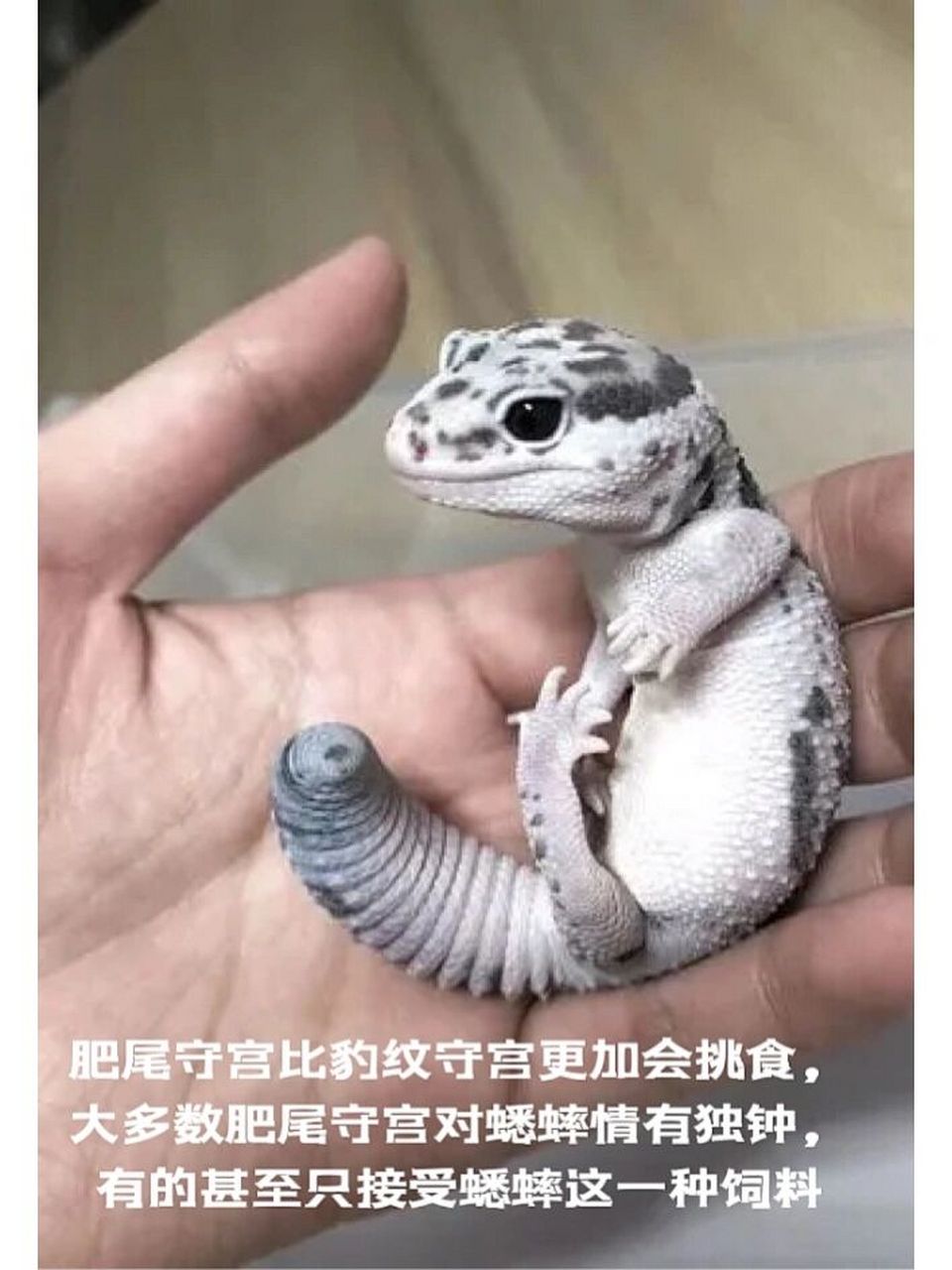 喜莉异宠小百科|肥尾守宫-hemitheconyx caudicinctus 肥尾守宫品种