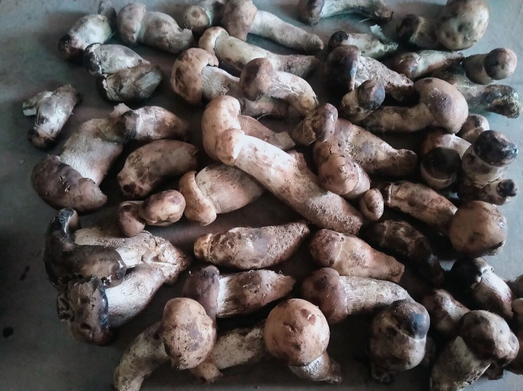 新疆的杨树蘑菇,真好吃!顺口爽滑,营养丰 每年秋天最爱吃的野蘑菇