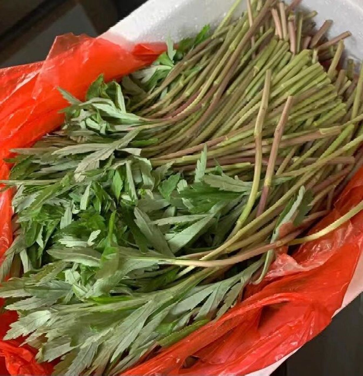 你们说的野芦蒿(红芦蒿)9315约 八卦洲芦蒿可以卖啦～ 红芦蒿