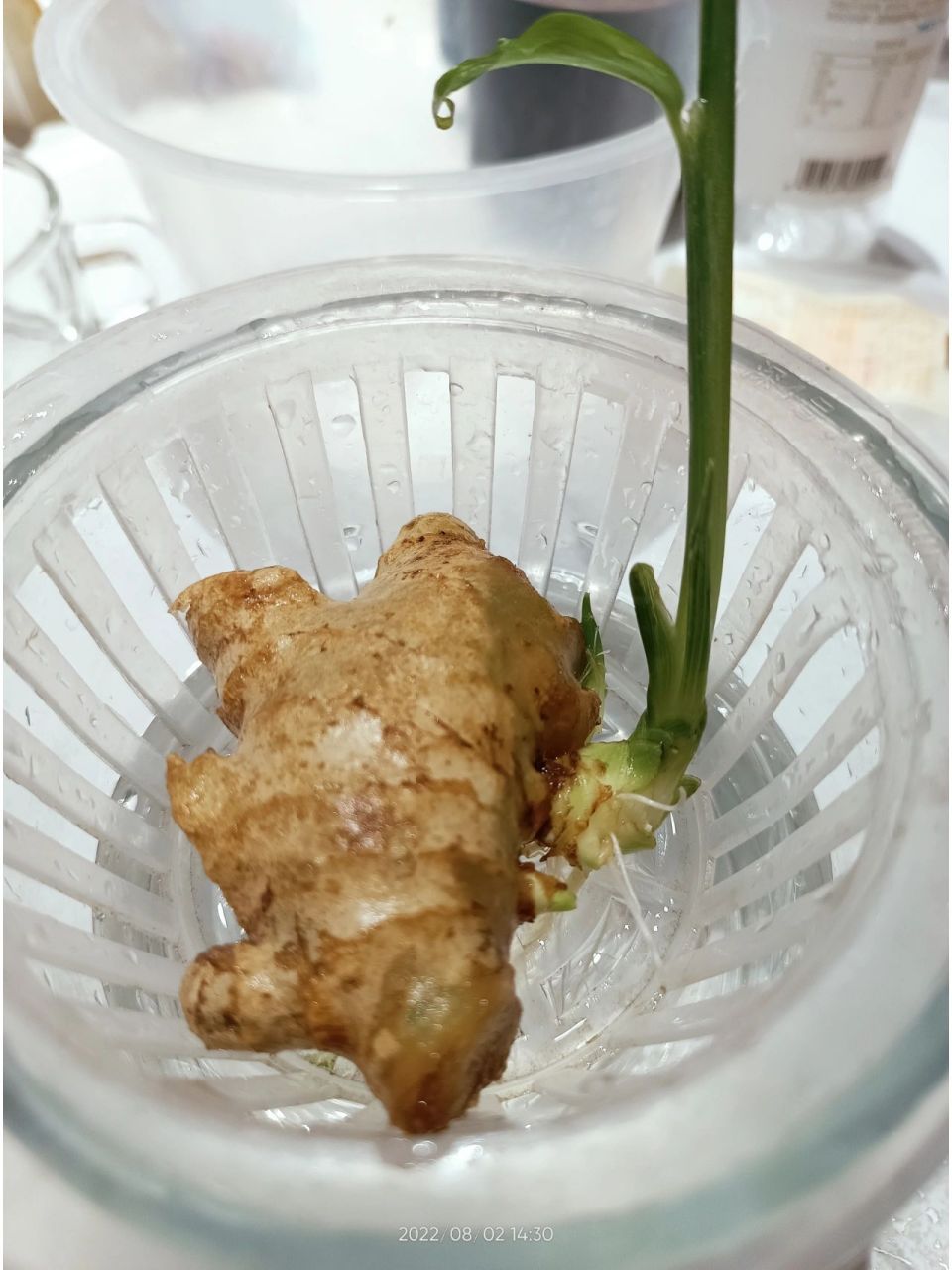 水培生姜 这个状态是不是该移植到土里了