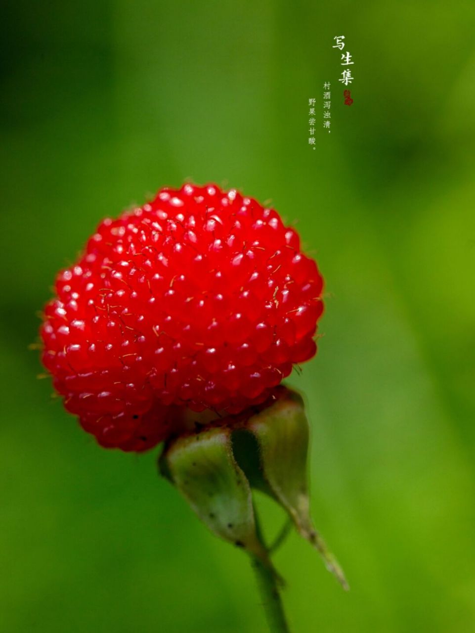 蓬蘽(学名:rubus hirsutus thunb.)是蔷薇科,悬钩子属灌木.