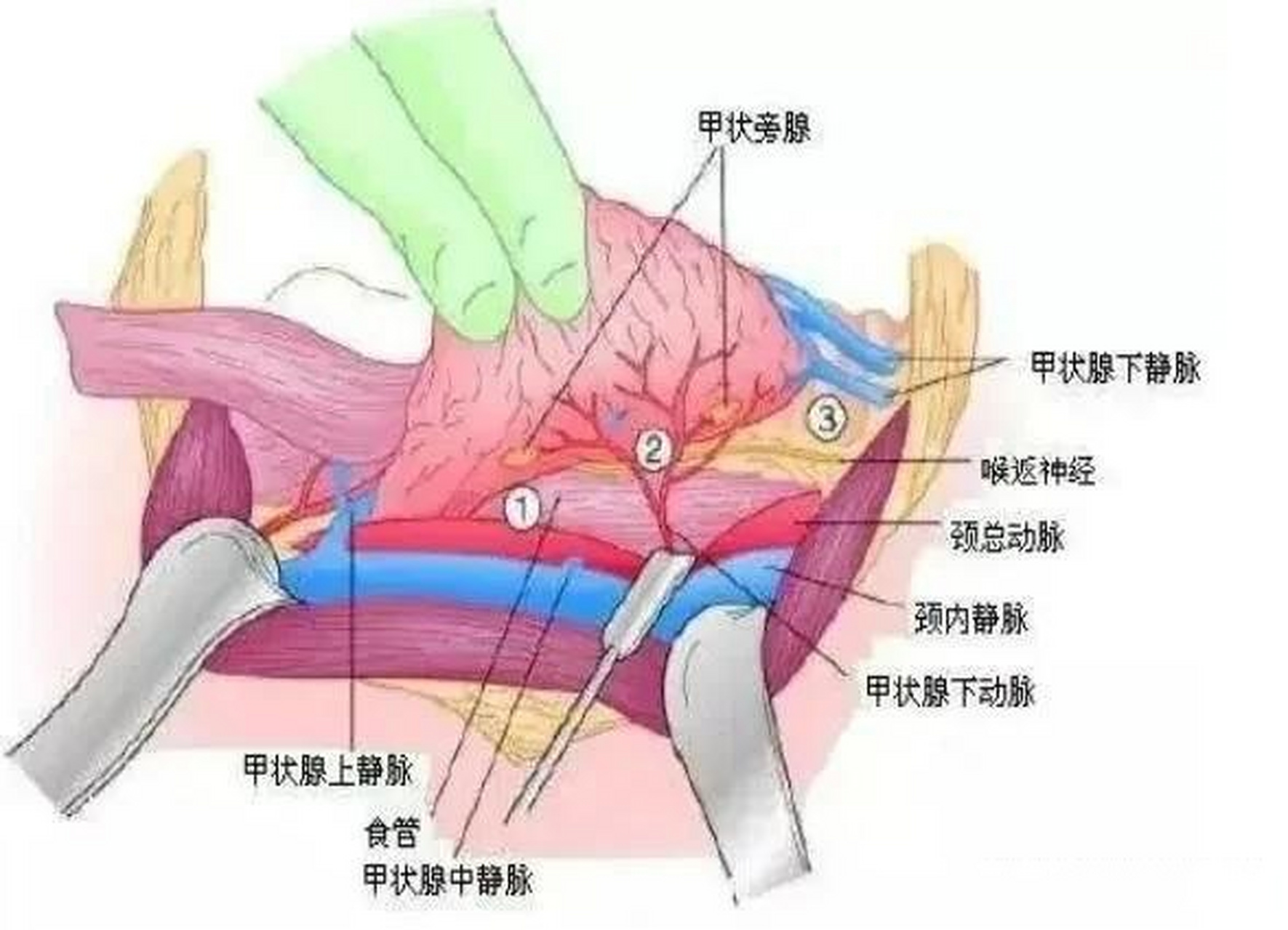 甲状腺解剖图前面观图片