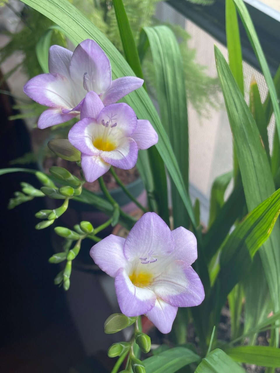 小苍兰 开花啦 10月23日种的种球,肉眼可见的速度长出叶片, 12月14日