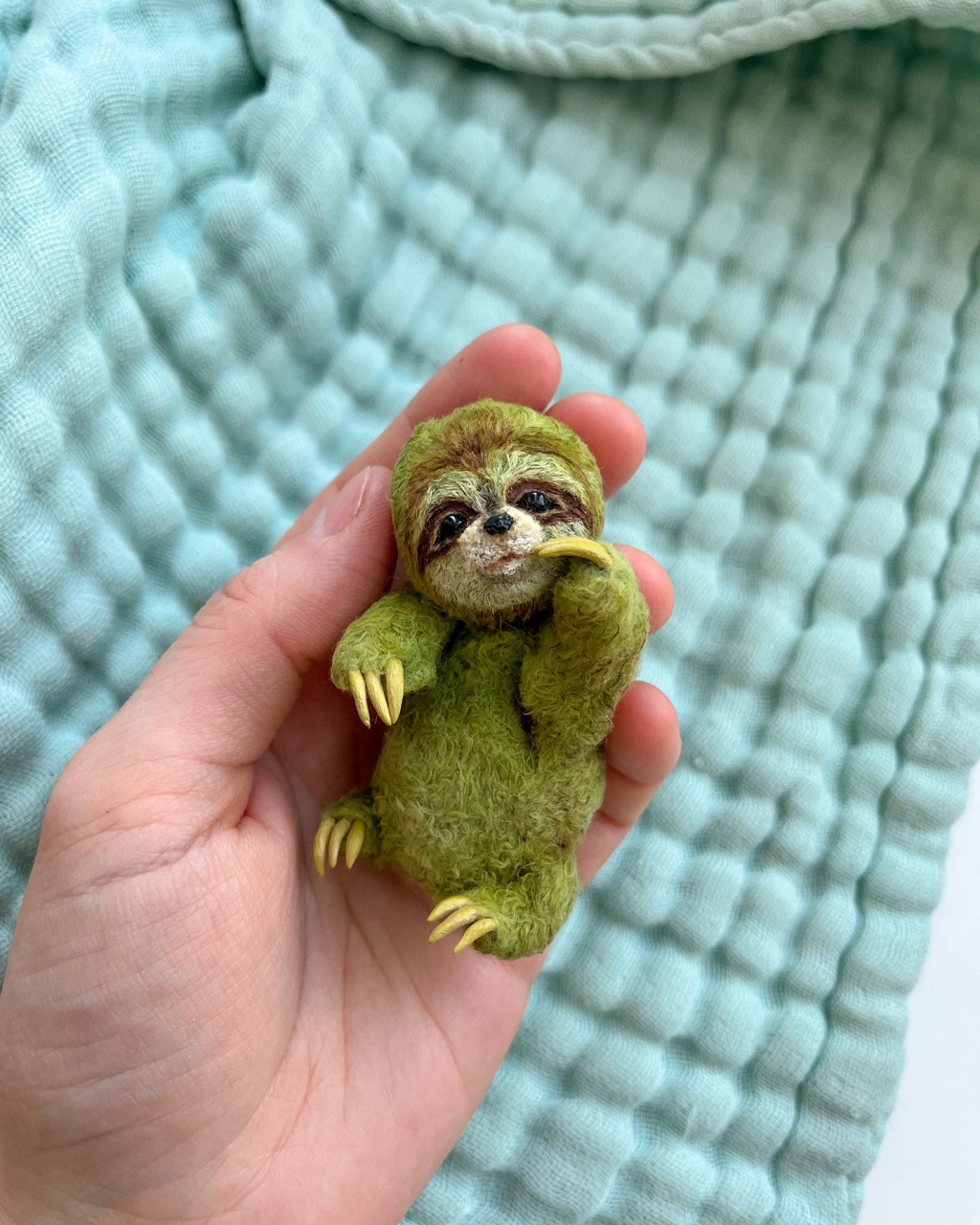 little sloth 幼树懒 宝宝树懒晒在他的手和休息在一个室内植物
