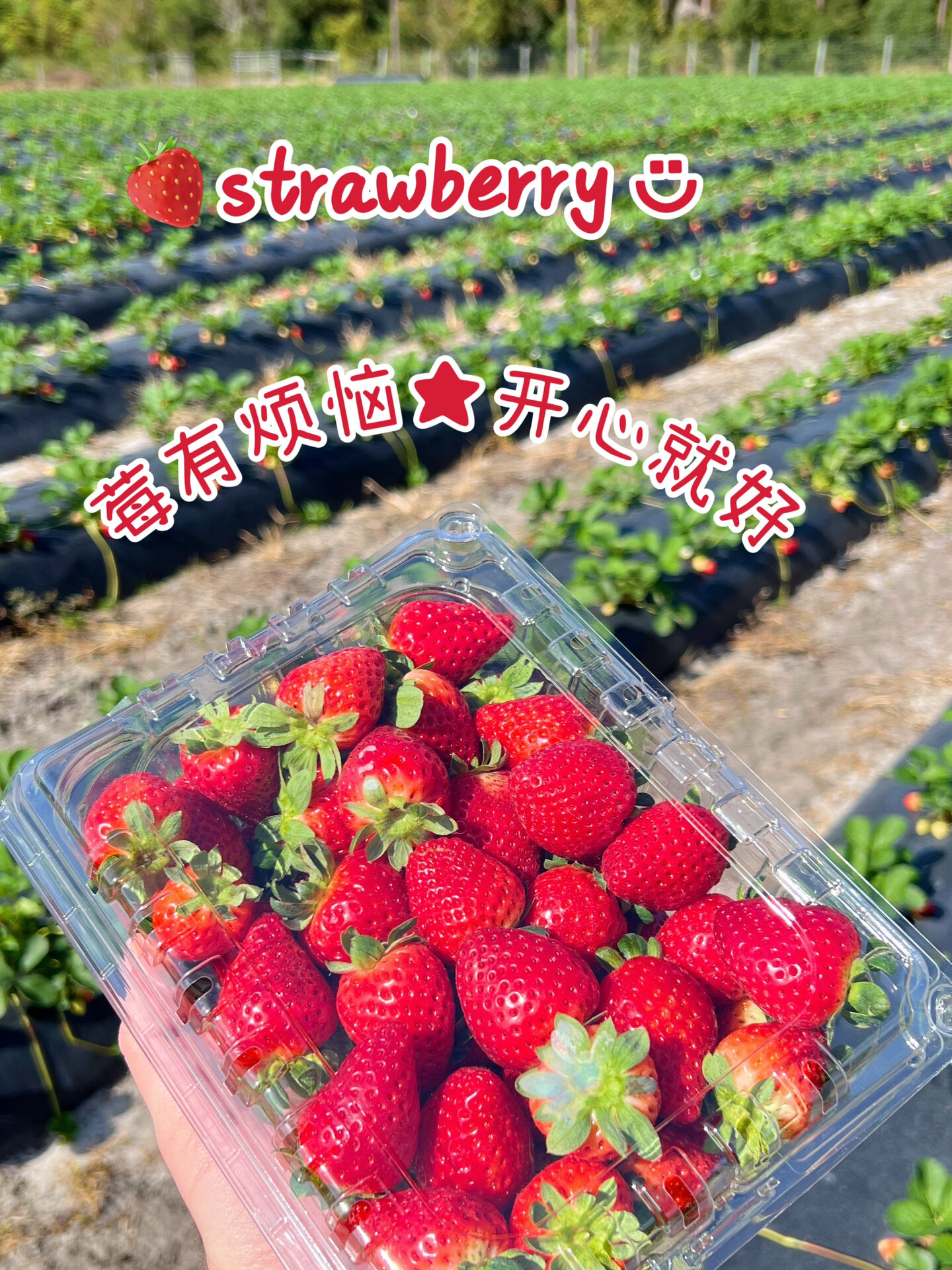 朋友圈 912023草莓季 | 摘草莓这样发919191