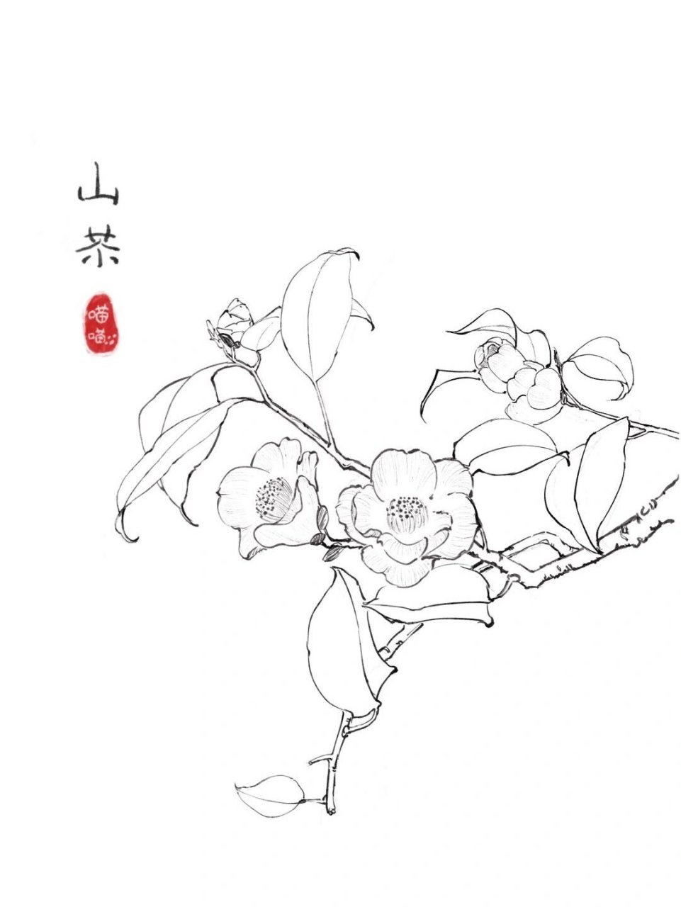 「过程」山茶花-速写百花系列 原创速写-山茶花!