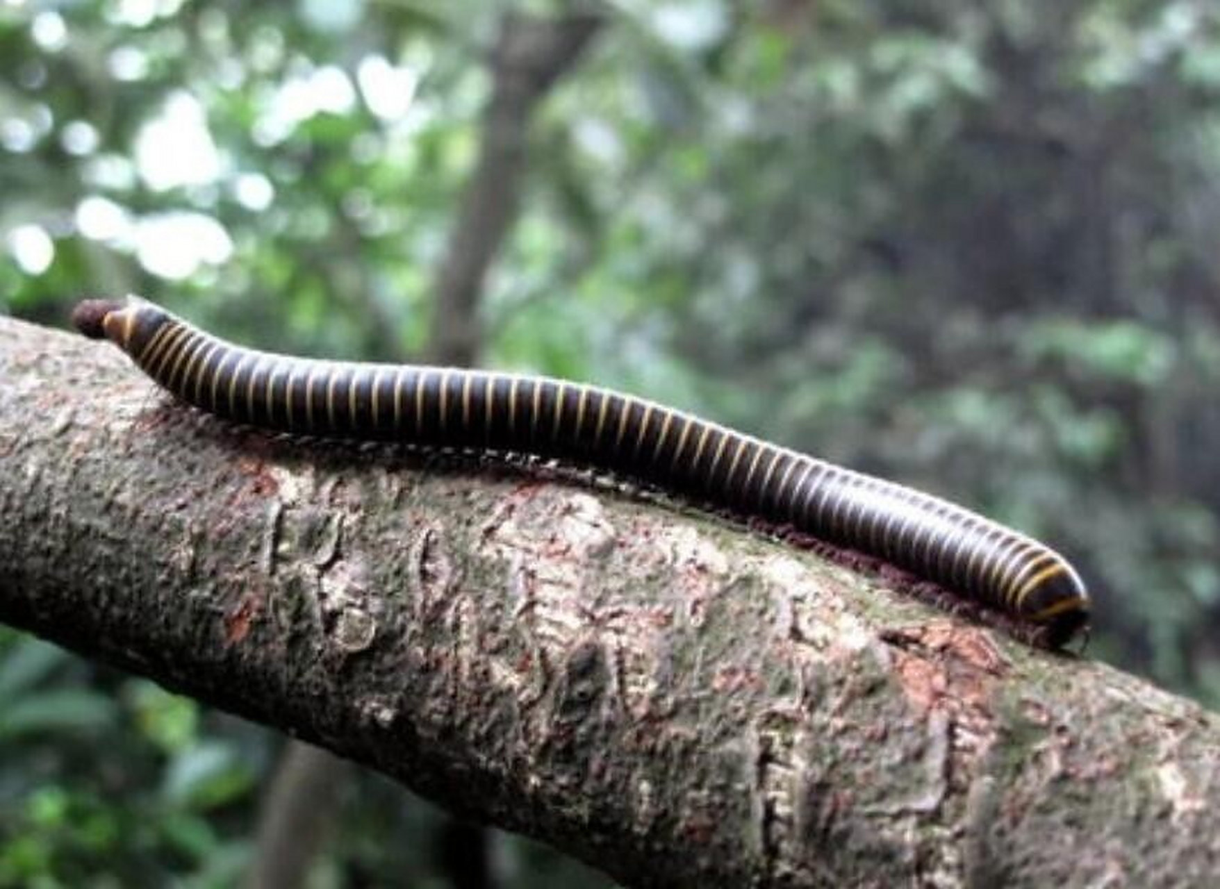卫生间一种很像蜈蚣的虫子怎么消灭 卫生间经常会有一种虫子,会有很多
