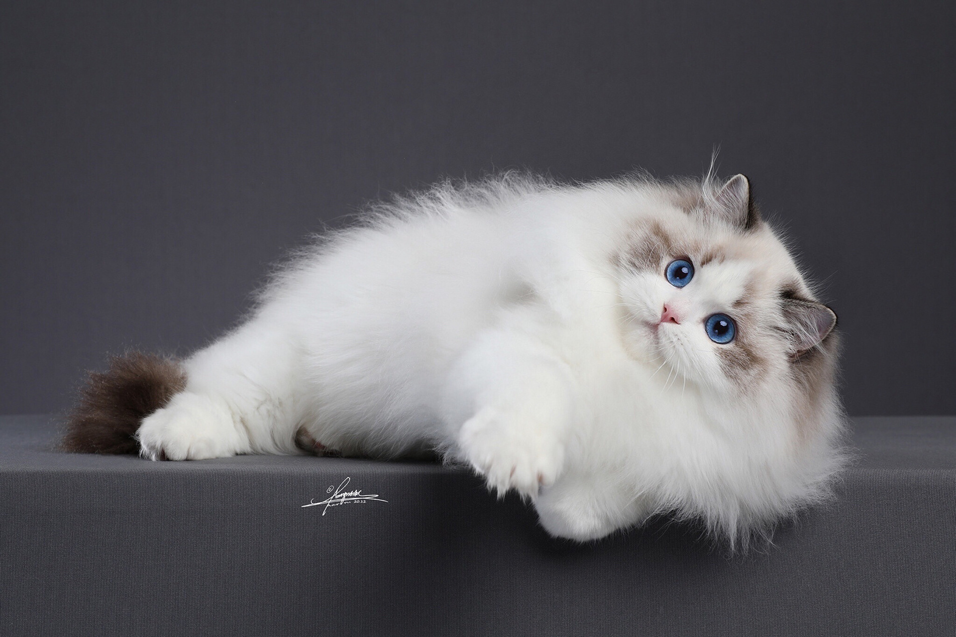 布偶猫美照 艺术照出炉了. 谢谢把豆豆拍的这么美