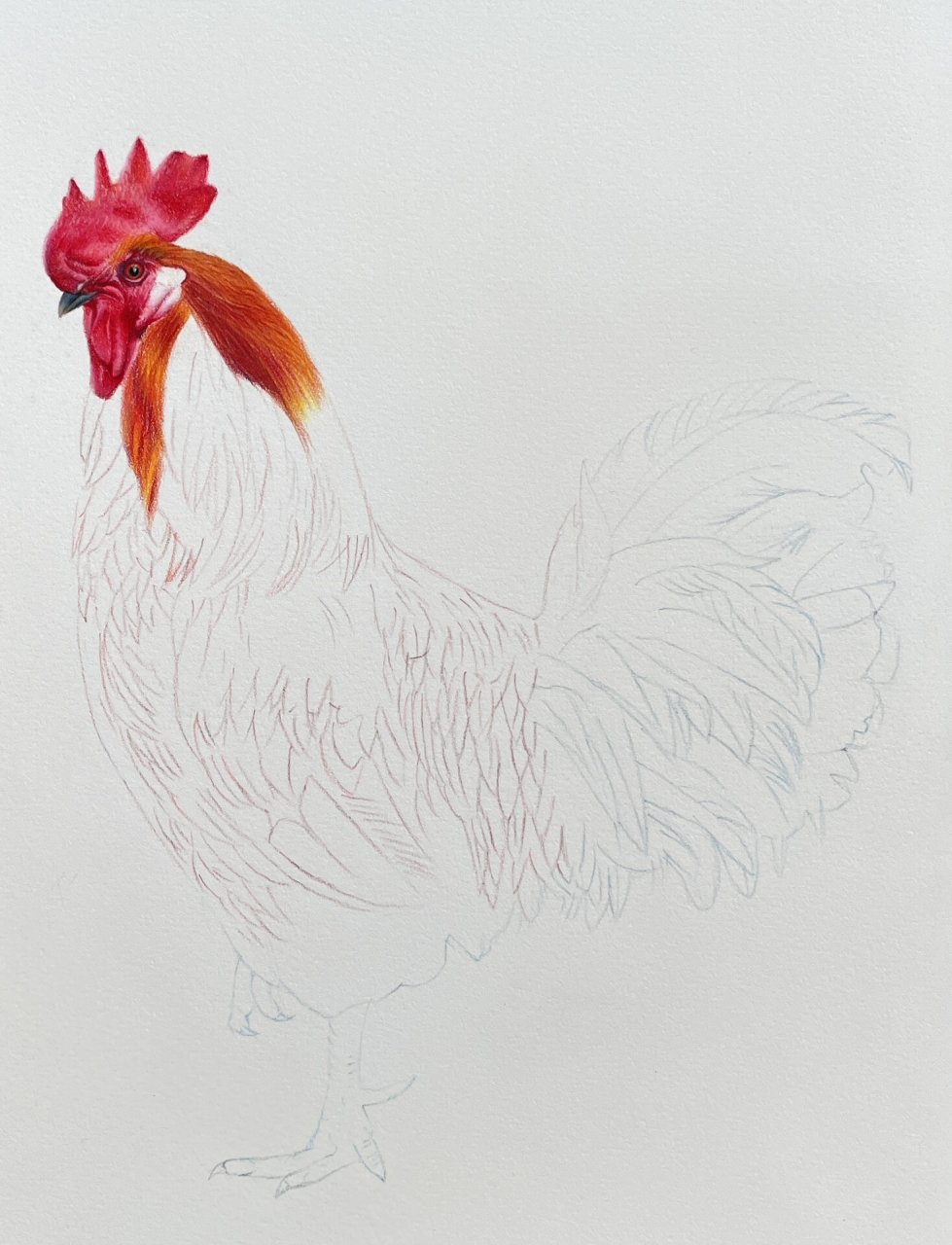 彩铅画大公鸡,大鸡大利hong运当头,画好了 #画画的日常# #笔记灵感