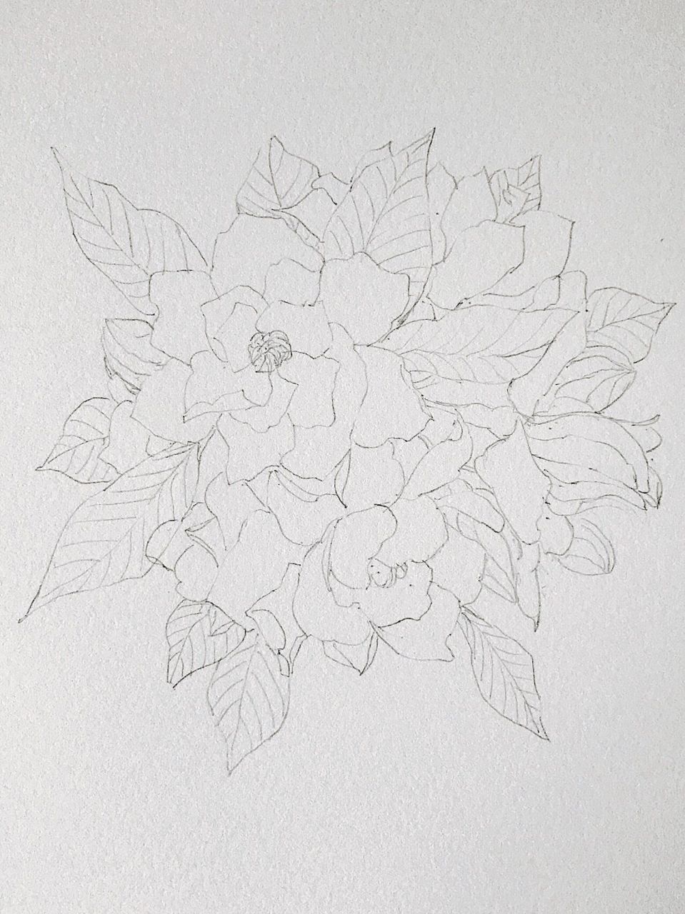 栀子花,水彩过程(有线稿) 清新淡雅的栀子花 颜料,佩玛地貌盘 纸,获多