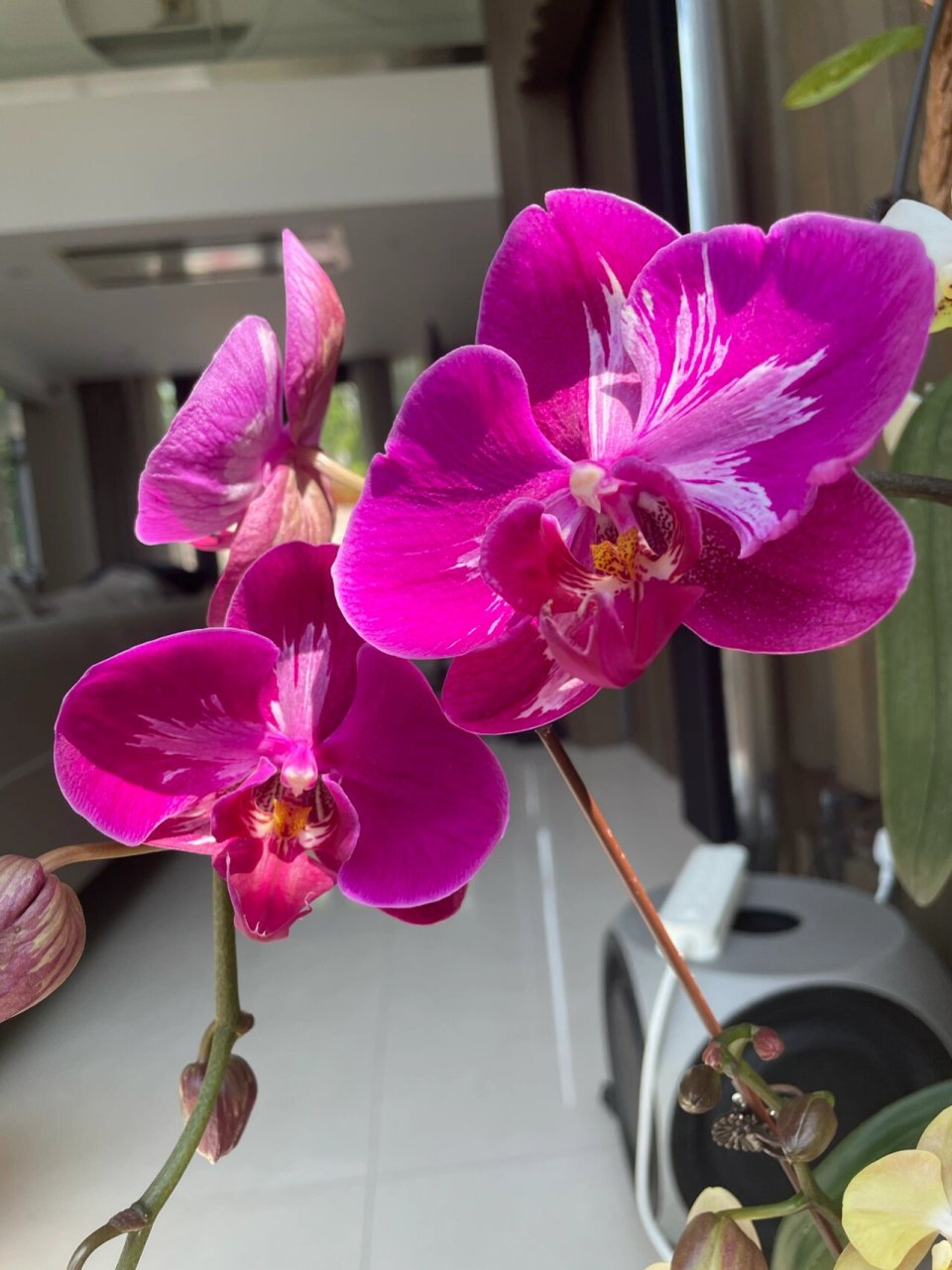 火凤凰变异复花还是如此惊艳·蝴蝶兰 去年买来的株是全部变异了 今年