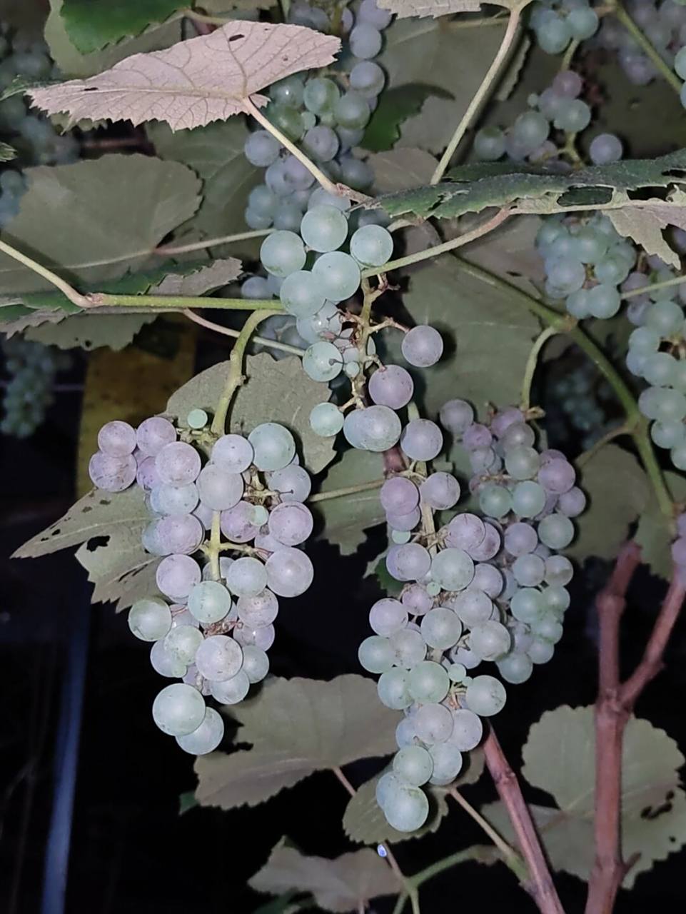 适合家里露台天台种的葡萄,寒香蜜成熟了, 只是一颗寒香蜜,一个大盆