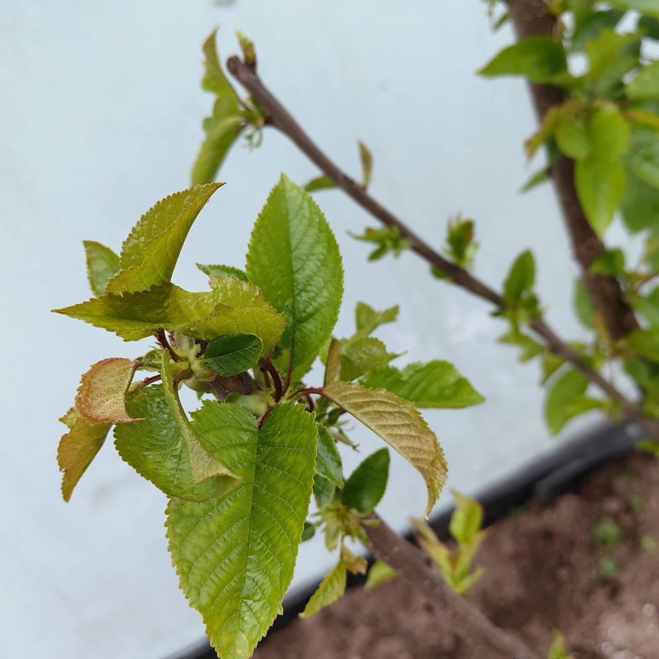 现在开始发芽长叶子了,请问这是真的车厘子树吗