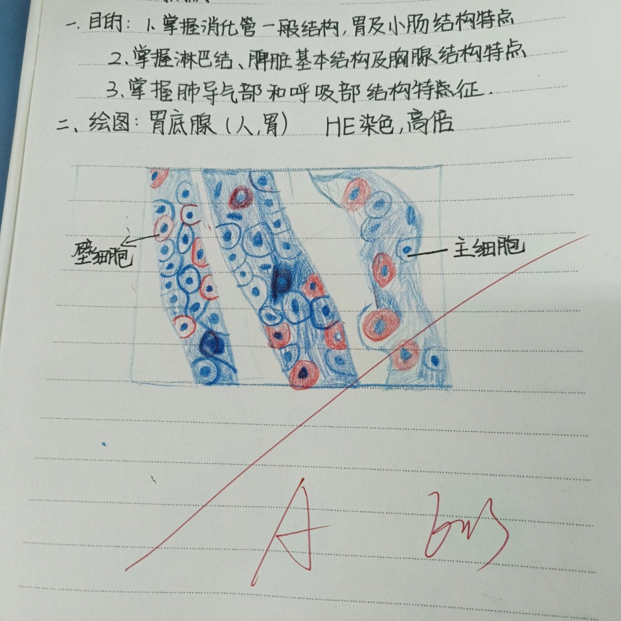 胃底腺,多级神经元 红蓝铅笔绘图