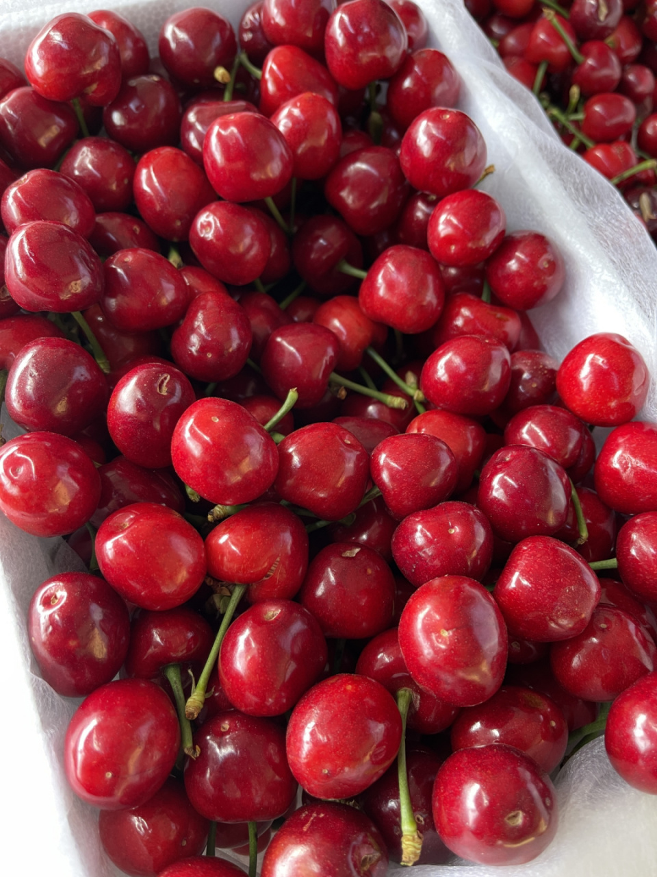 吃樱桃吗9090 吃樱桃的小伙伴们来找我呀[害羞] 来我家吃樱桃绝对