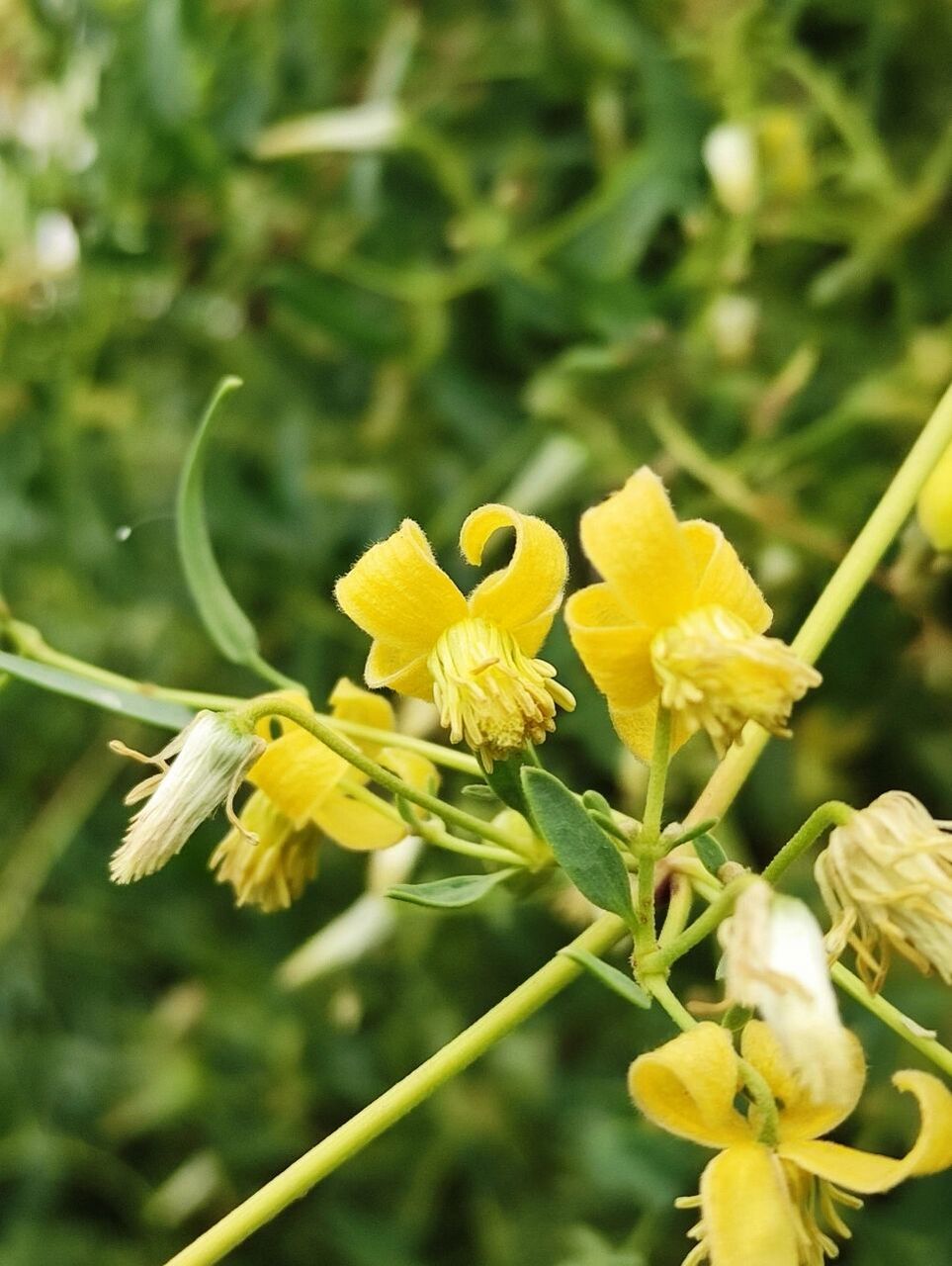 黄花铁线莲 别名又叫透骨草,有祛瘀,利尿,解毒的功效.