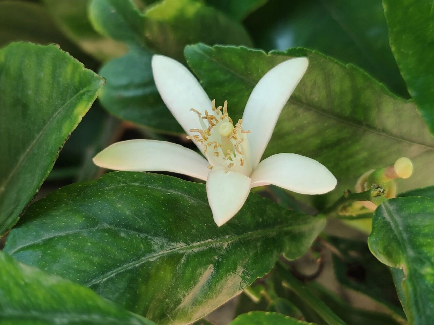 橙花,橘花,柠檬花,傻傻分不清!