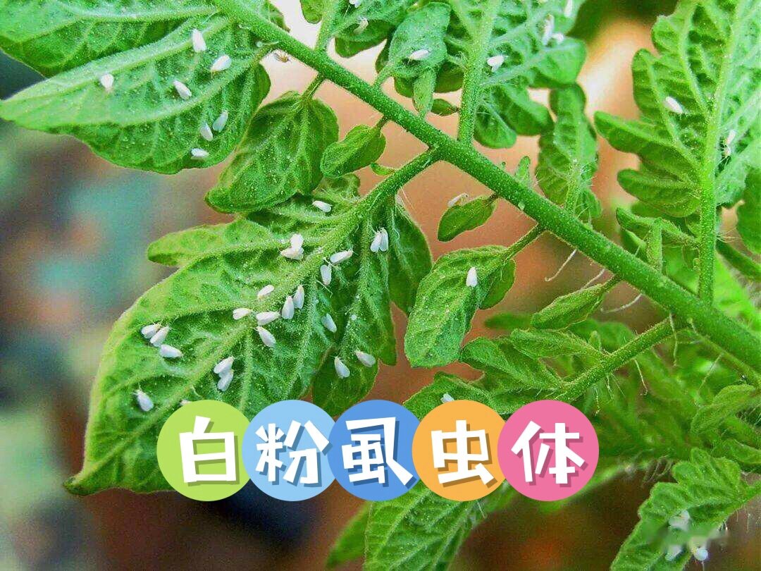 番茄叶片红蜘蛛图片