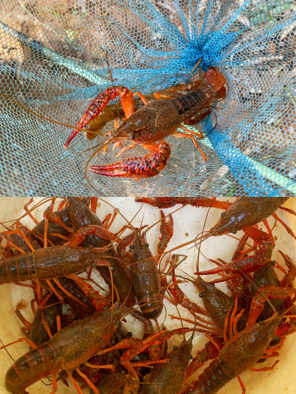 泸州|几十秒就能钓到02体验钓小龙虾的乐趣 钓龙虾02真的太简单了