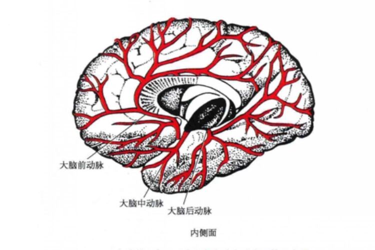 大脑动脉环简图图片