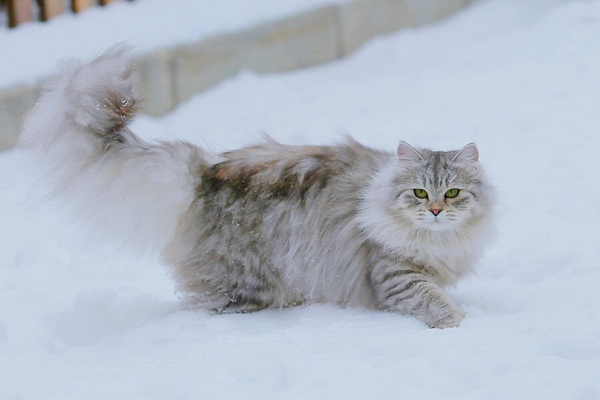 小松英夫猫图片