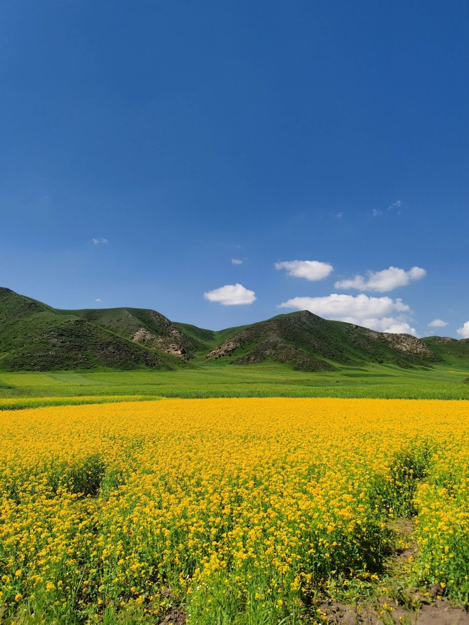 七月的草原开了很多的花,漫山遍野,美仁草原和其他草原不同的地肥是