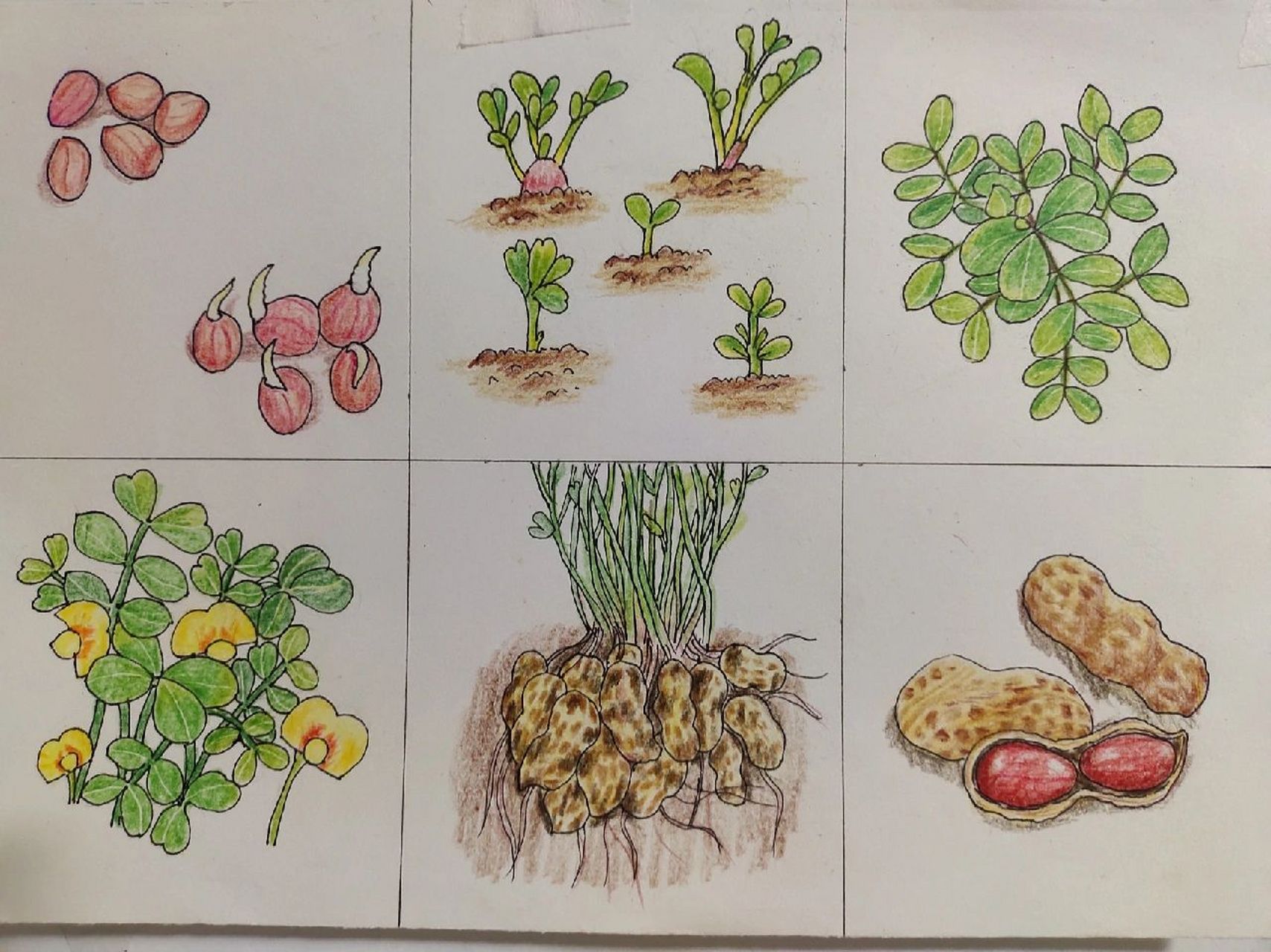 食物生长过程绘画图片