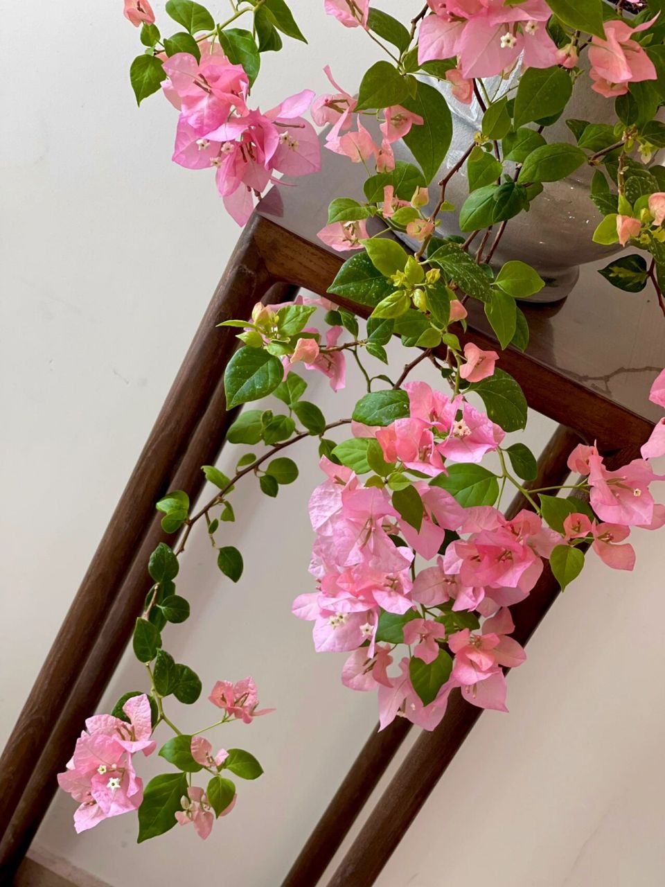 橙粉公主三角梅 非常勤花!