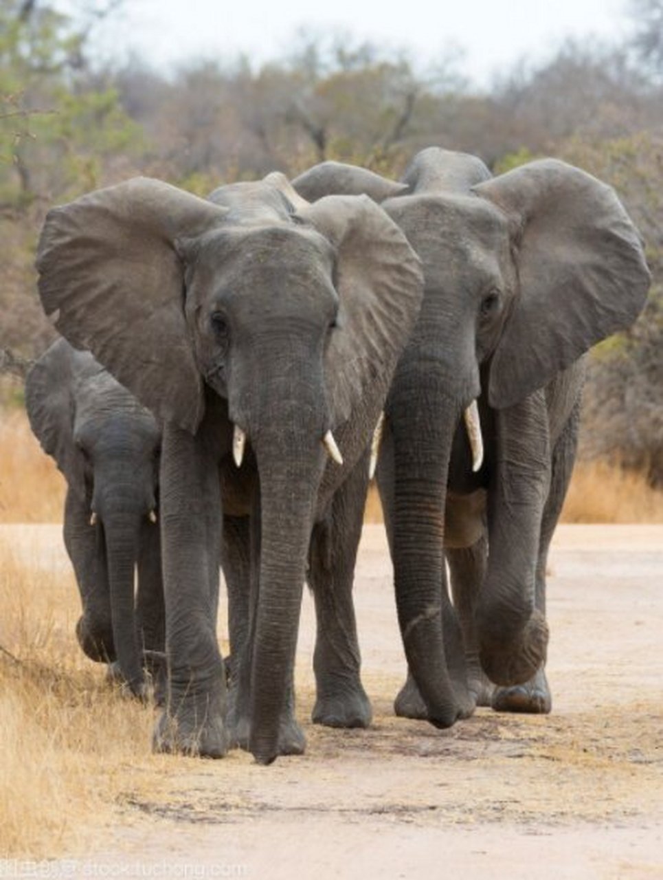 生物物语-大象 大象是目前世界陆地上最大的哺乳动物,属于长鼻目,只有