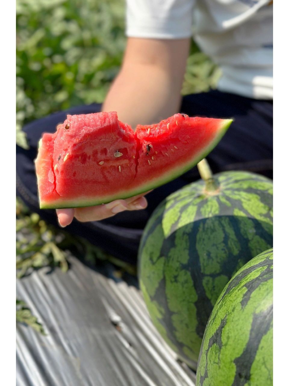 绝对是目前市面上口感最好,甜度最高的 91战神61甘美4k西瓜 皮薄