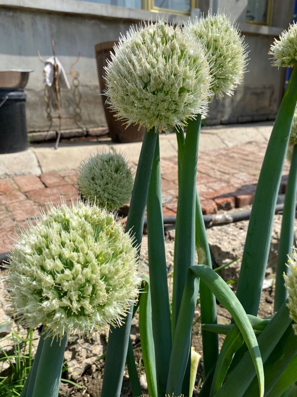大葱开花啦～ 生活就像葱花一样,你选择了快乐,它就会充满魅力.
