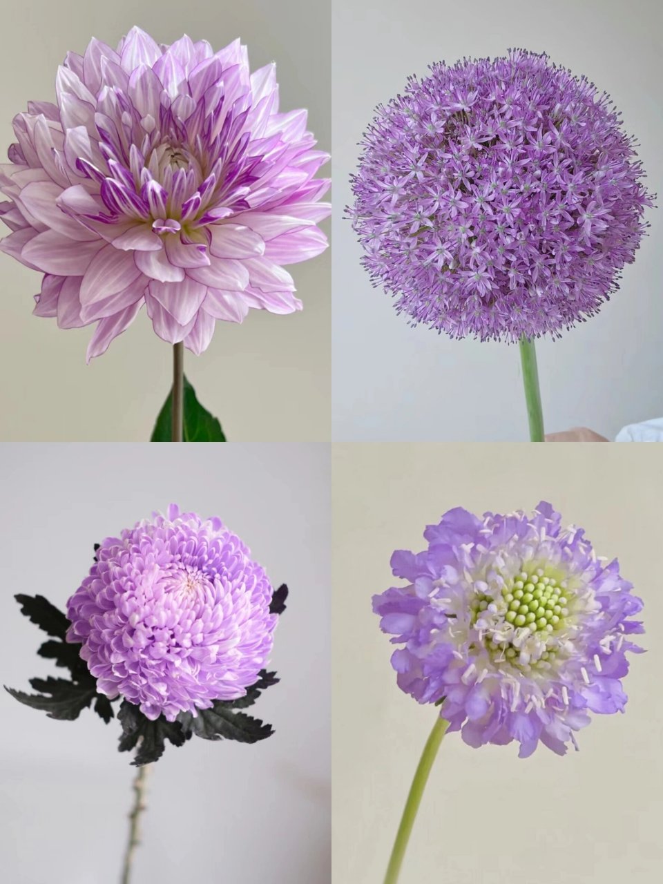 今日识花‖认识16种团块状花材 团块状花材: 94特点:外形呈较整齐的