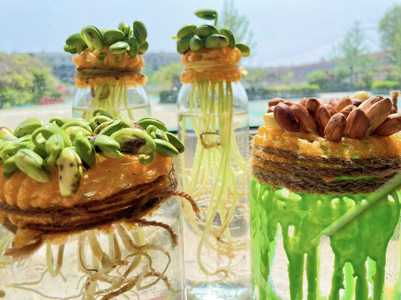 幼儿园植物角|水培植物·水培蔬菜02 幼儿园植物角水培植物 最近真