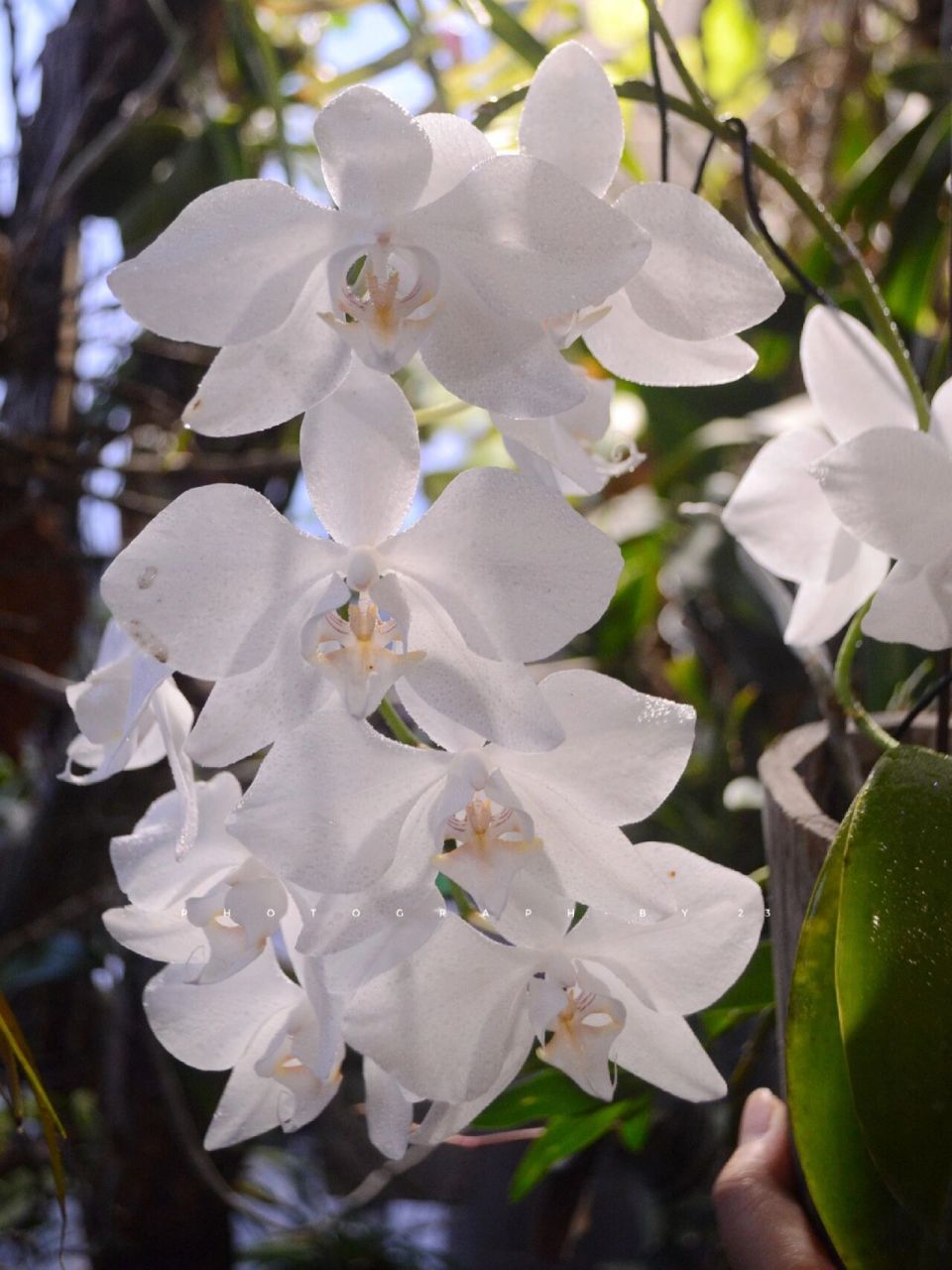 花园里的白月光,07 91phalaenopsis aphrodite 菲律宾阿婆蝴蝶兰