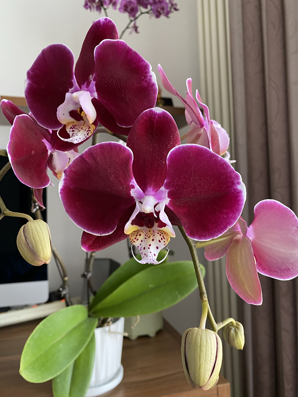 潮花隐藏款～幻影 养了一段时间终于爆花啦蝴蝶兰幻影这个品种,酒红色