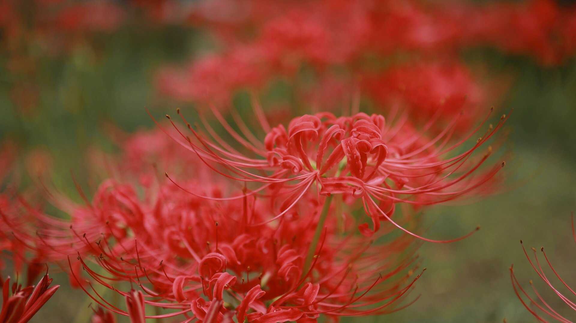 彼岸花 花叶不相见 彼岸花也称黄泉花  也称曼珠沙华 见到那一刻有些