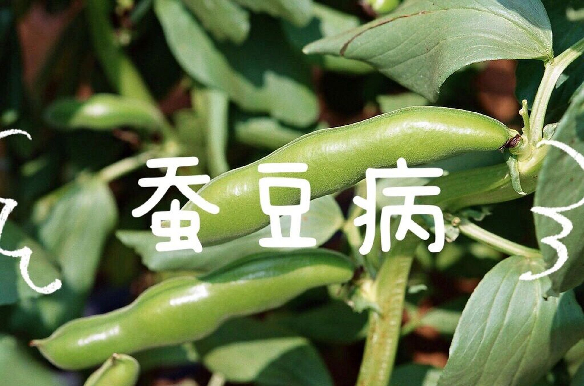 蚕豆病图片