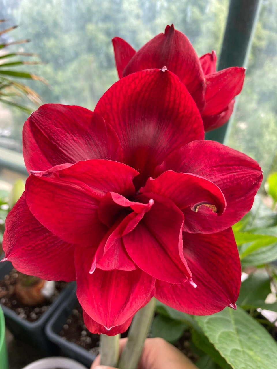 朱顶红红色交响曲 花不大,大概十二三厘米的样子,有