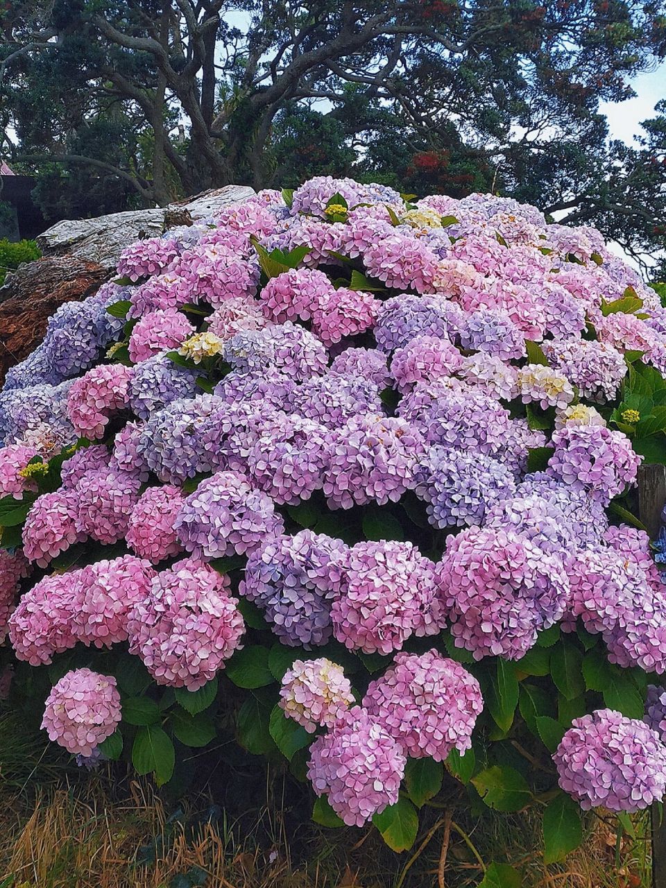 sorrento in the park 关于绣球花的古诗 绣球花别名:八仙花,紫阳花
