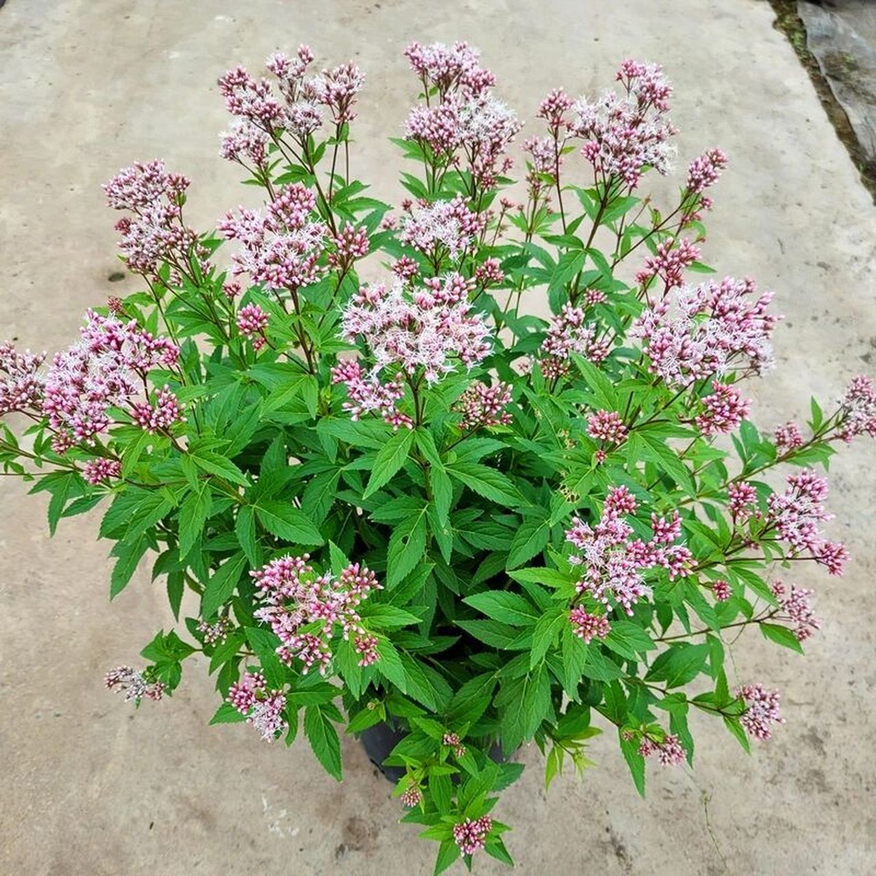 花境植物第22弹——大麻叶泽兰 麻叶泽兰高可达100厘米.