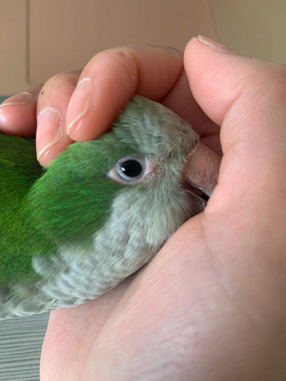 求助:鹦鹉眼圈发红 请问有没有人知道鹦鹉眼睛发红是怎么回事啊?