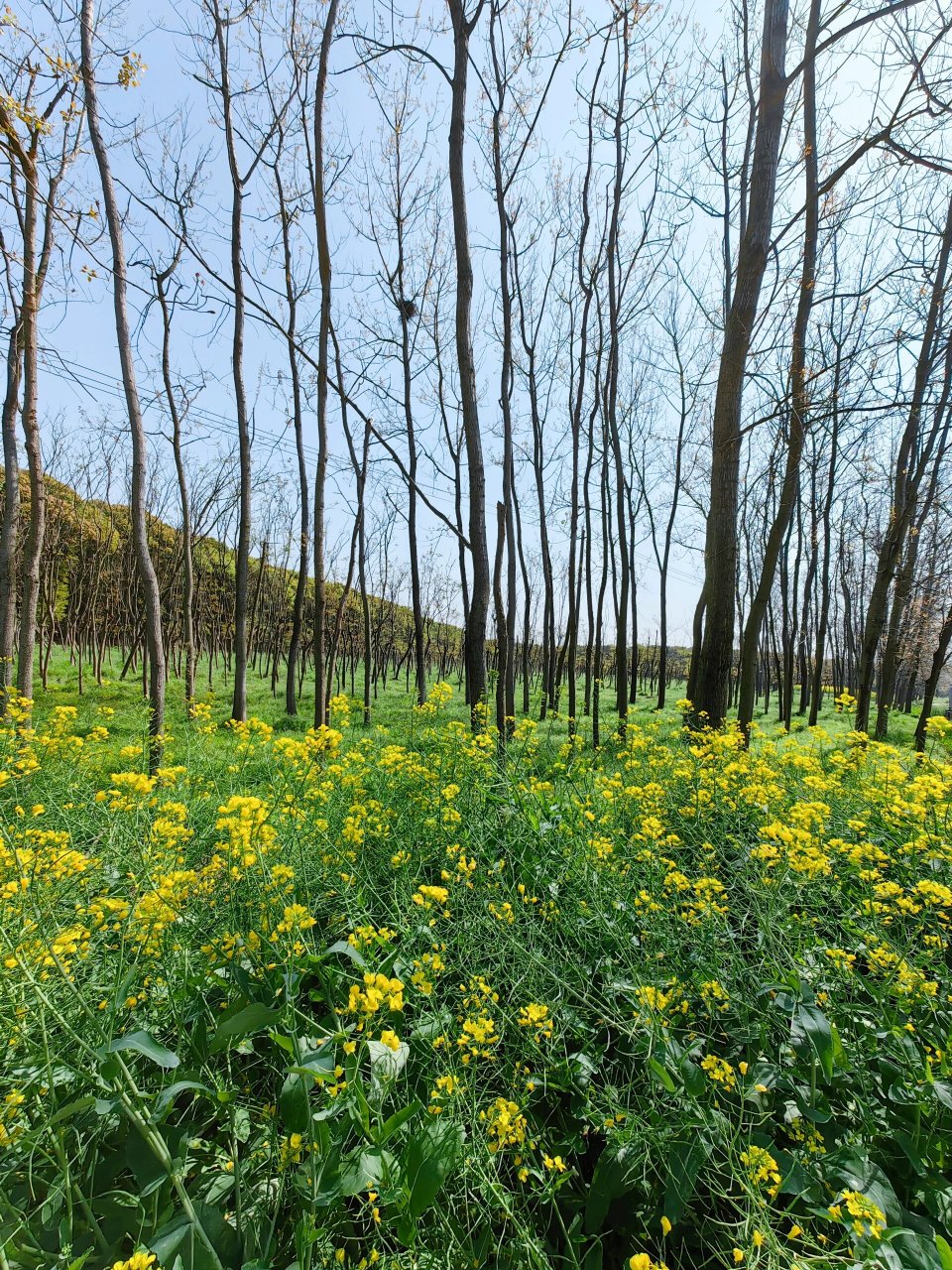 松江米市渡郊野公园图片