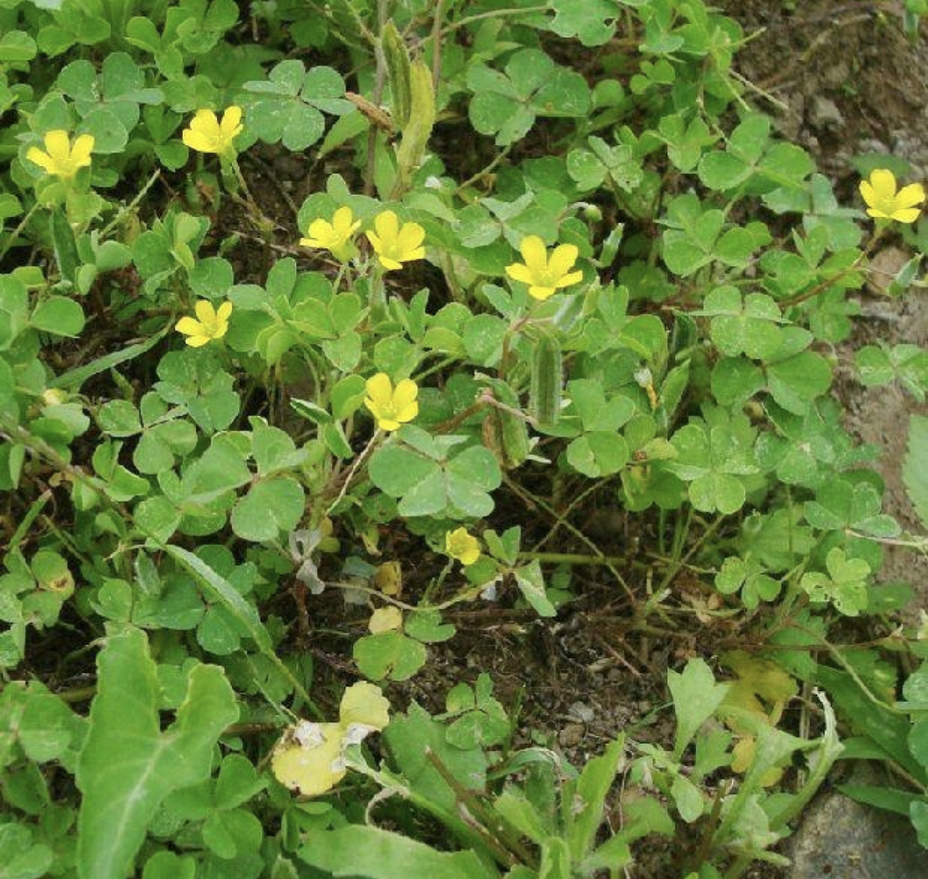挖野菜～酸浆草 小时候吃过它的果实,酸酸的,长得像瓜子一样,我们就叫